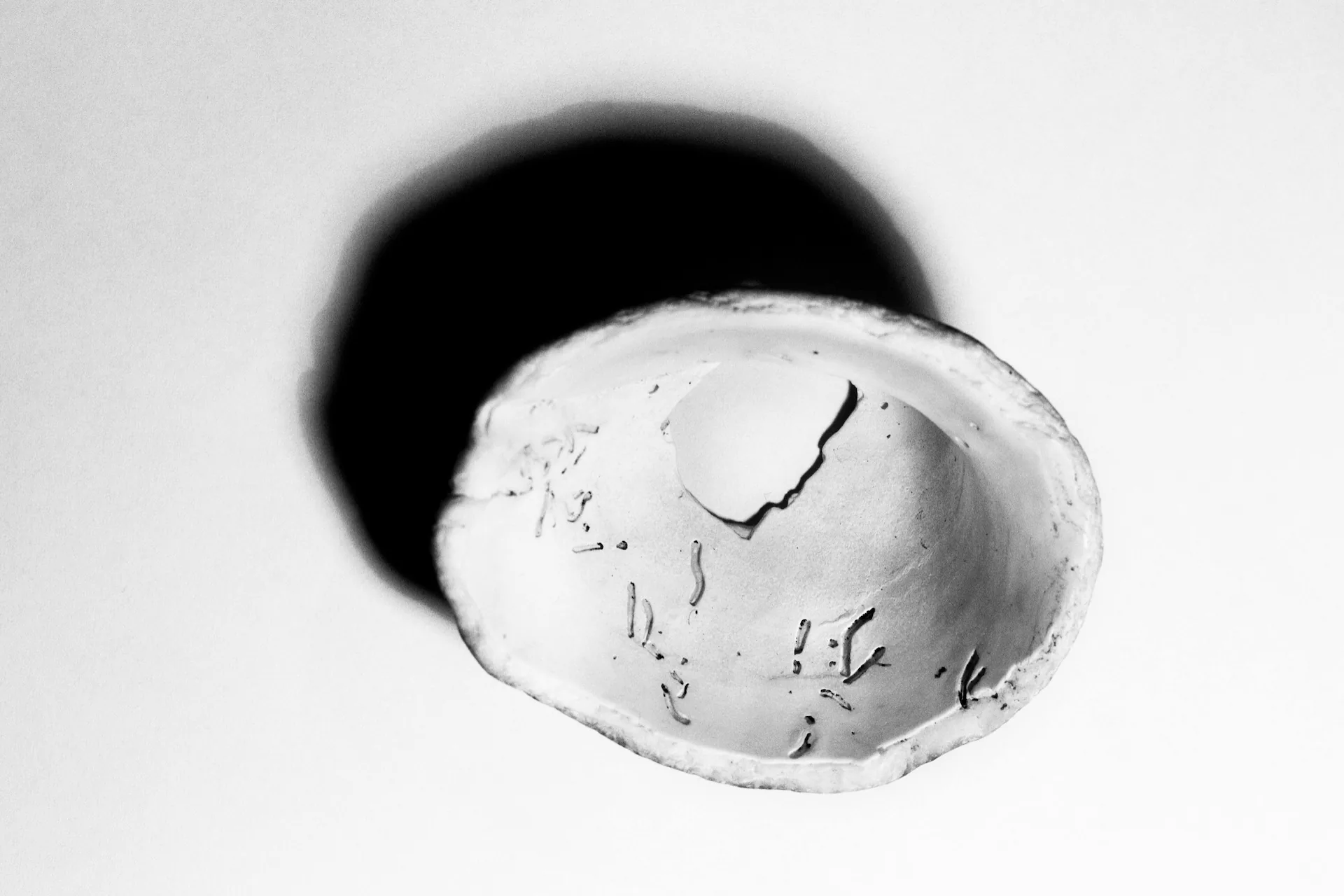 Mimetic Series - Photo 2