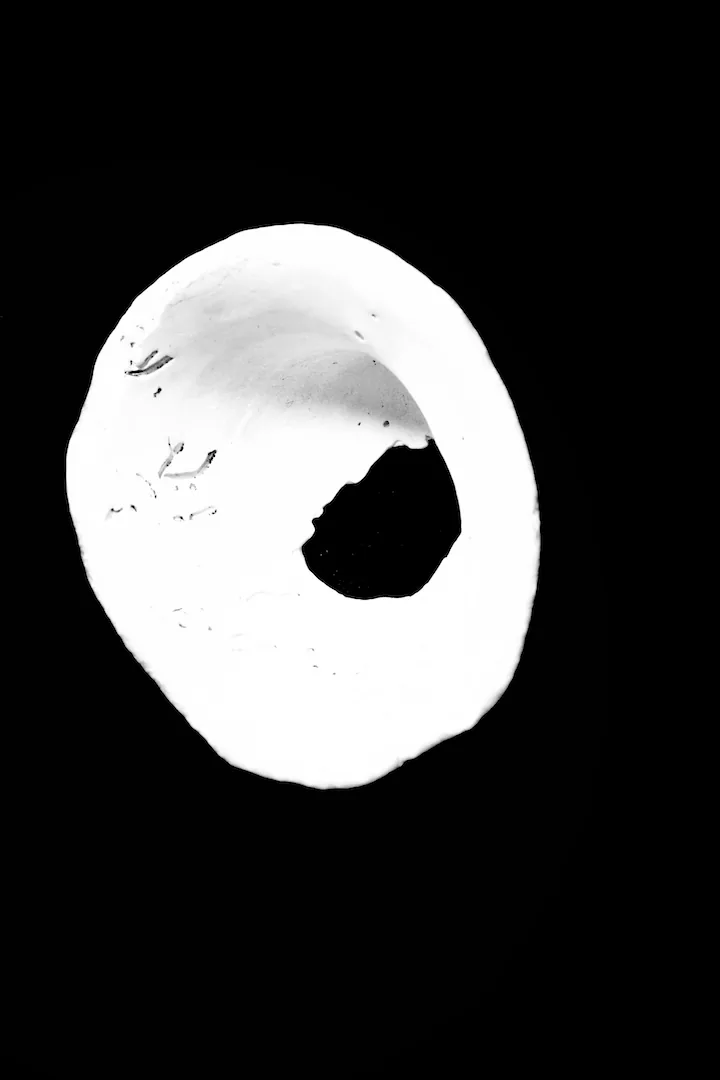 Mimetic Series - Photo 4